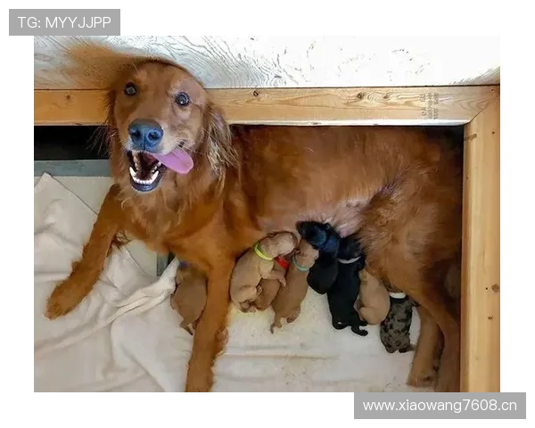 拉皮诺家的狗吃的比我家孩子还讲究